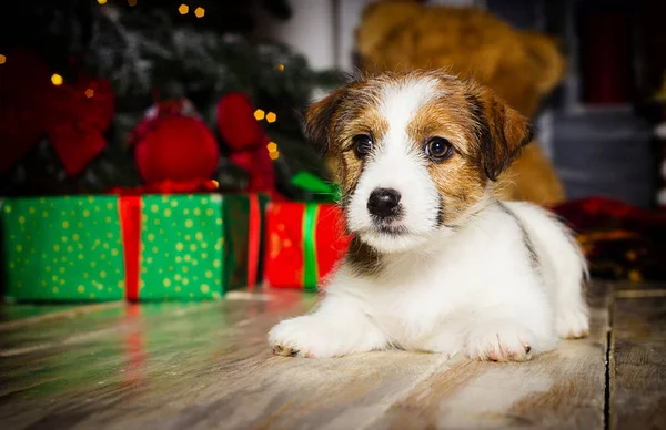 Nuovo anno cucciolo jack russell su sfondo di Natale — Foto Stock