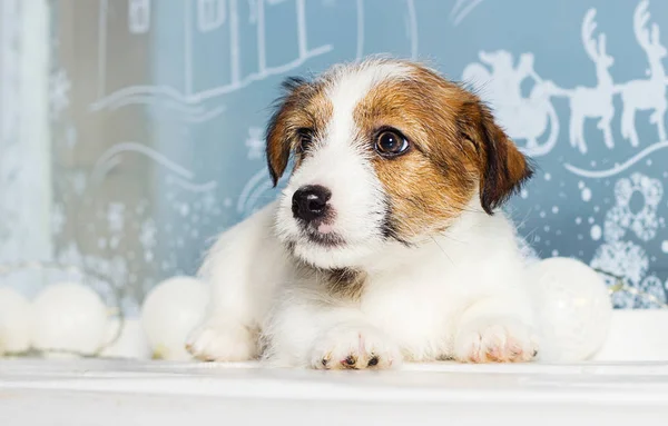 Cachorro jack russell en Navidad fondo —  Fotos de Stock