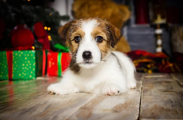 Újév kiskutya Jack Russell a karácsonyi háttér — Stock Fotó