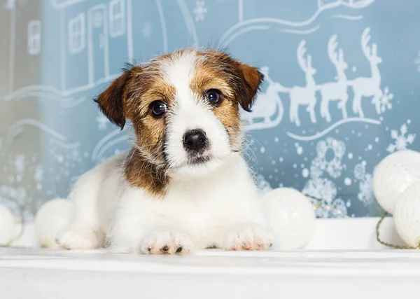 Cachorro jack russell en Navidad fondo —  Fotos de Stock