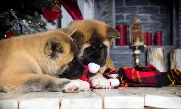 Neujahr akita Welpen auf weihnachtlichem Hintergrund — Stockfoto