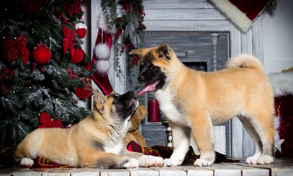 Akita welpen auf weihnachtshintergrund — Stockfoto