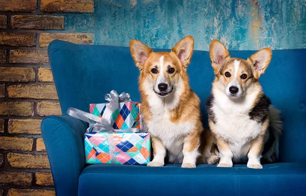 Walesi corgi kutyák a kanapén — Stock Fotó
