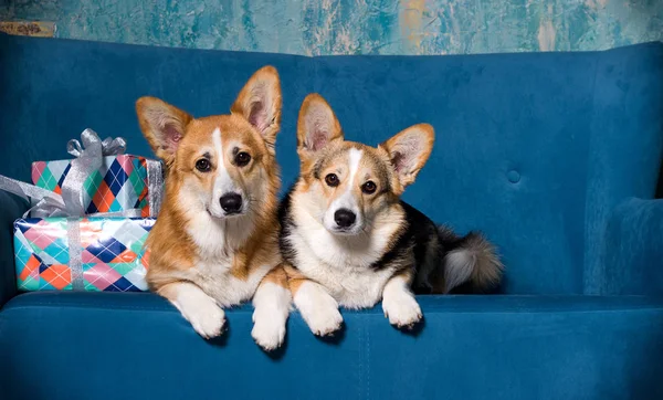 Walesi corgi kutyák a kanapén — Stock Fotó