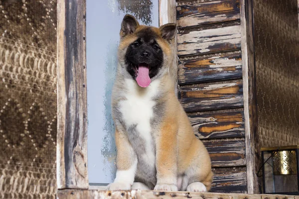 American akita puppy on wooden background — Stock Photo, Image