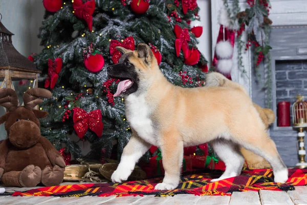 Welpe einer amerikanischen Akita auf dem Hintergrund eines neuen Jahres — Stockfoto