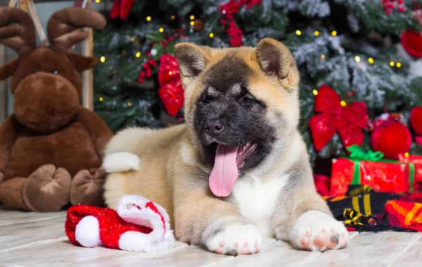 Welpe einer amerikanischen Akita auf dem Hintergrund eines neuen Jahres — Stockfoto