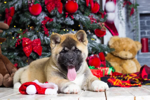 Puppy of an american akita on a New Year`s background — Φωτογραφία Αρχείου
