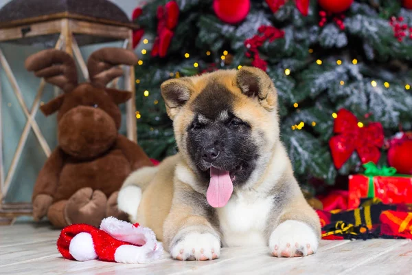 Welpe einer amerikanischen Akita auf dem Hintergrund eines neuen Jahres — Stockfoto