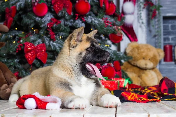 Puppy of an american akita on a New Year`s background — Φωτογραφία Αρχείου