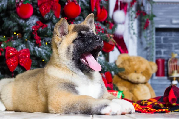 Welpe einer amerikanischen Akita auf dem Hintergrund eines neuen Jahres — Stockfoto