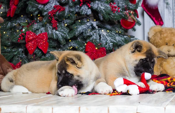 Welpe einer amerikanischen Akita auf dem Hintergrund eines neuen Jahres — Stockfoto