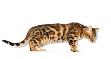 Bengal kedi yavrusu beyaz bir arka plana bakar