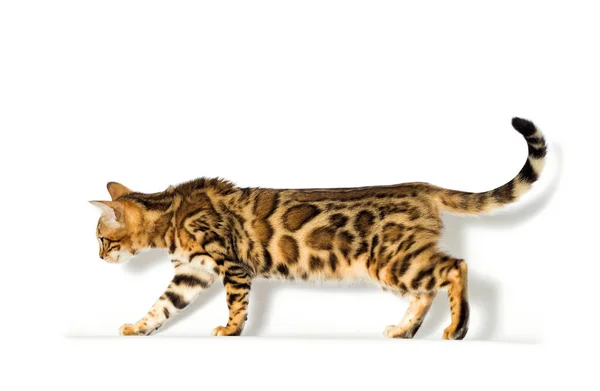 Bengal kitten looks up on a white background — 스톡 사진