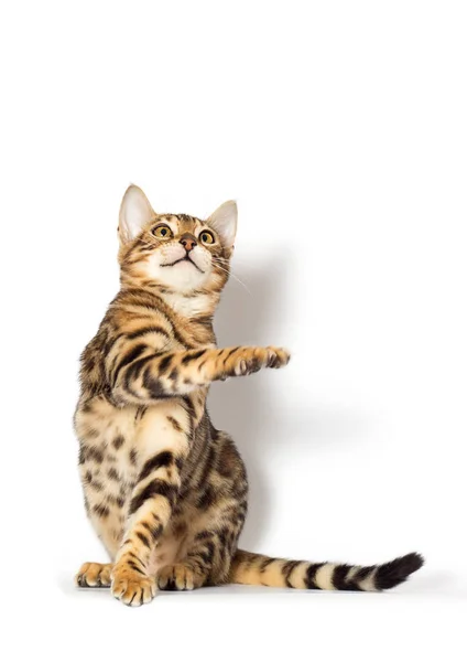 Bengal kitten looks up on a white background — 스톡 사진