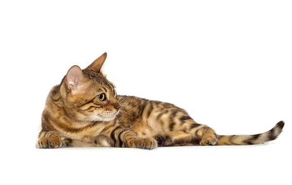 Bengal kitten looks up on a white background — 스톡 사진