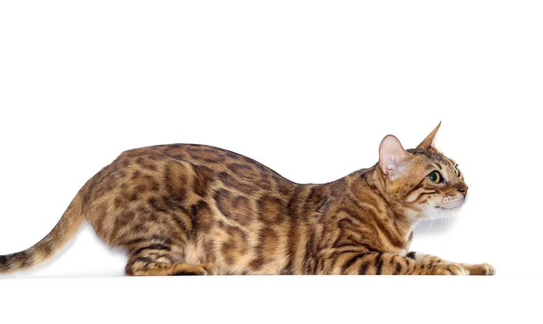 Bengal kitten looks up on a white background — 스톡 사진