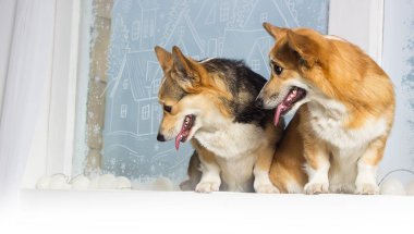 Galli Corgi köpeği pencere eşiğine bakıyor.