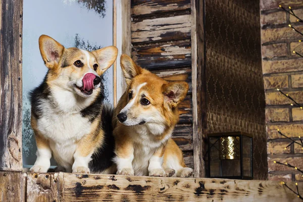 Galês corgi cão olhando para um fundo de madeira — Fotografia de Stock