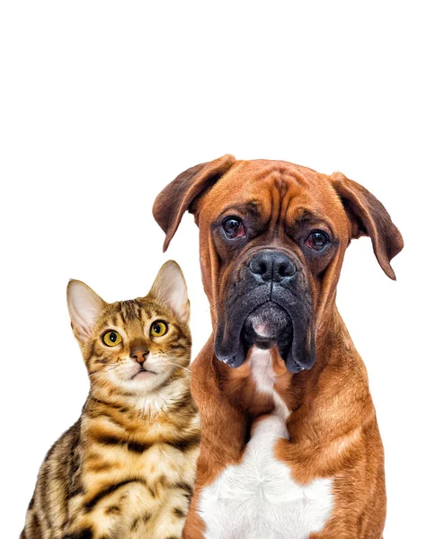 Cão e gato olhar para a frente — Fotografia de Stock