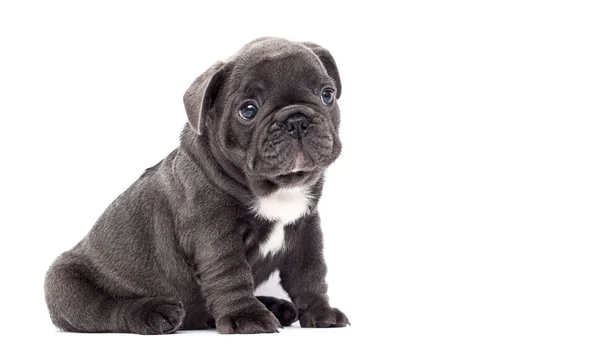 Francés bulldog cachorro miradas de lado en un aislado fondo —  Fotos de Stock