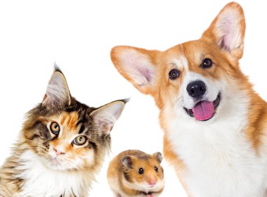 Köpek ve kedi ve eskiden şiling şimdi domuz