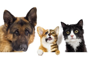 Evcil hayvan çiftliği. 