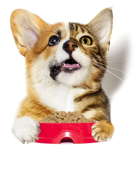 Dog cat one face and dry food — Stock Photo, Image