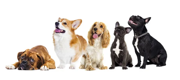 Adult dog sitting on a white background — Stock Photo, Image