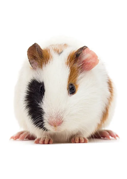 Huisdier cavia kijkt op een geïsoleerde witte achtergrond — Stockfoto