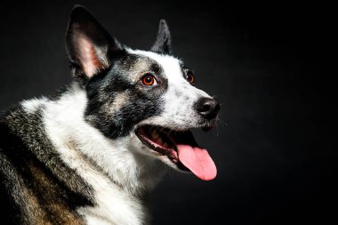 Köpek siyah arka plana bakıyor.