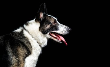 Köpek siyah bir arka planda yana bakıyor. 