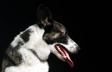 Koyu bir arka planda yan bakan bir köpeğin portresi