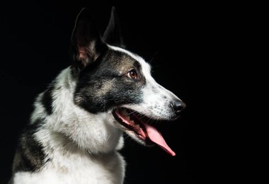 Koyu bir arka planda yan bakan bir köpeğin portresi