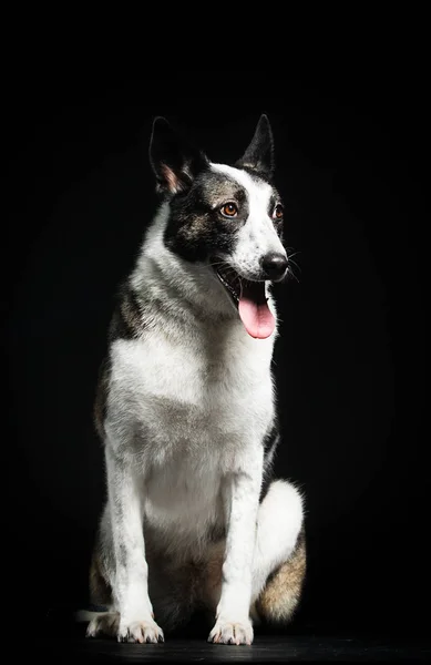 Pes dívá na tmavé pozadí — Stock fotografie