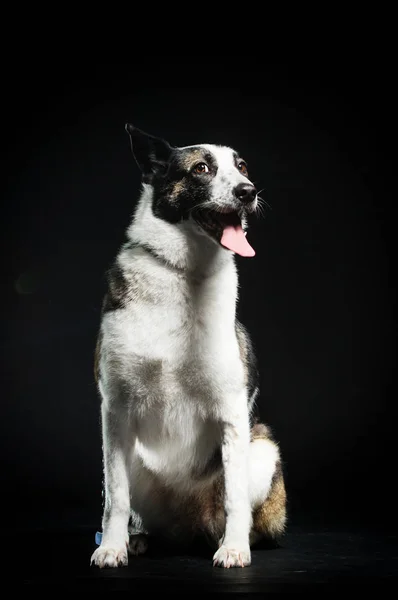 Drôle visage d'un chien regardant un fond sombre — Photo