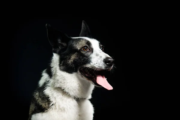 一只狗看着深色背景的肖像 — 图库照片