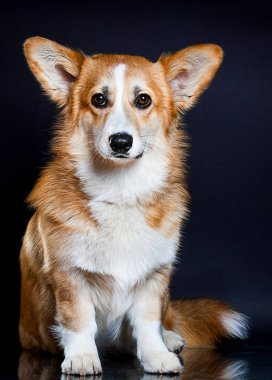 Karanlık arka planda bir köpek, Galli Corgi Pembroke cins