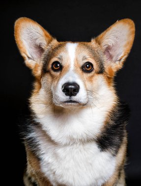 Koyu bir arka planda Galli Corgi köpeği