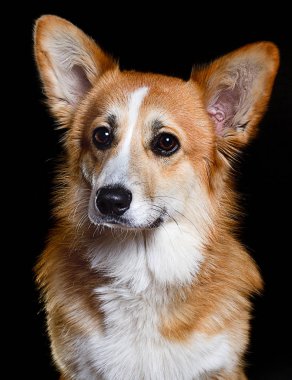 Galli Corgi Pembr 'nin siyah arka planında bir köpeğin portresi