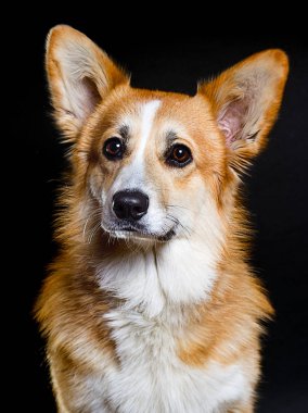 Galli Corgi Pembr 'nin siyah arka planında bir köpeğin portresi
