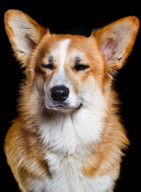 Galli Corgi P 'nin siyah arka planında gözleri kapalı köpekler.