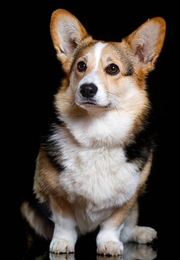 Siyah arka plandaki köpek Corgi Pembroke cinsi