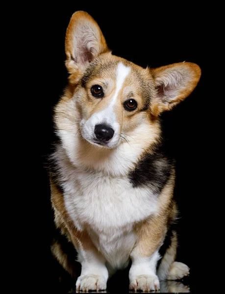 Câine pe un fundal negru rasa Welsh corgi pembroke — Fotografie, imagine de stoc