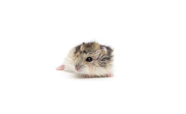 Beyaz arka planda küçük bir hamster.