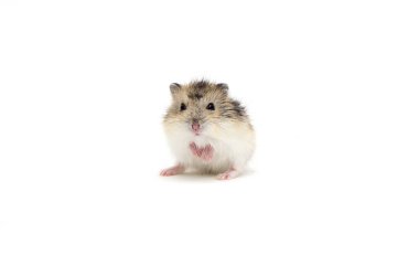 Beyaz arka planda küçük bir hamster.