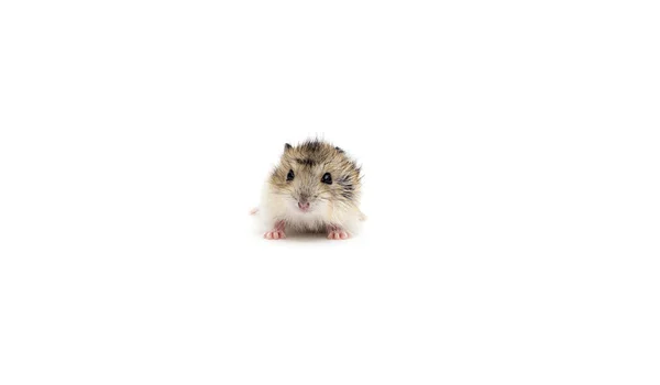 Petit hamster sur fond blanc — Photo