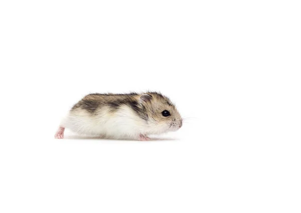 Liten hamster på en vit bakgrund — Stockfoto