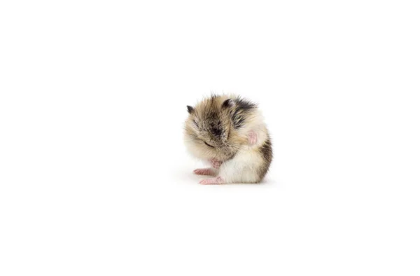 Kleiner Hamster auf weißem Hintergrund — Stockfoto