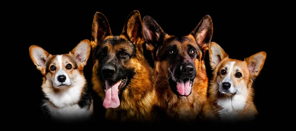 Retrato de un perro sobre un fondo negro del galés Corgi Pembr —  Fotos de Stock